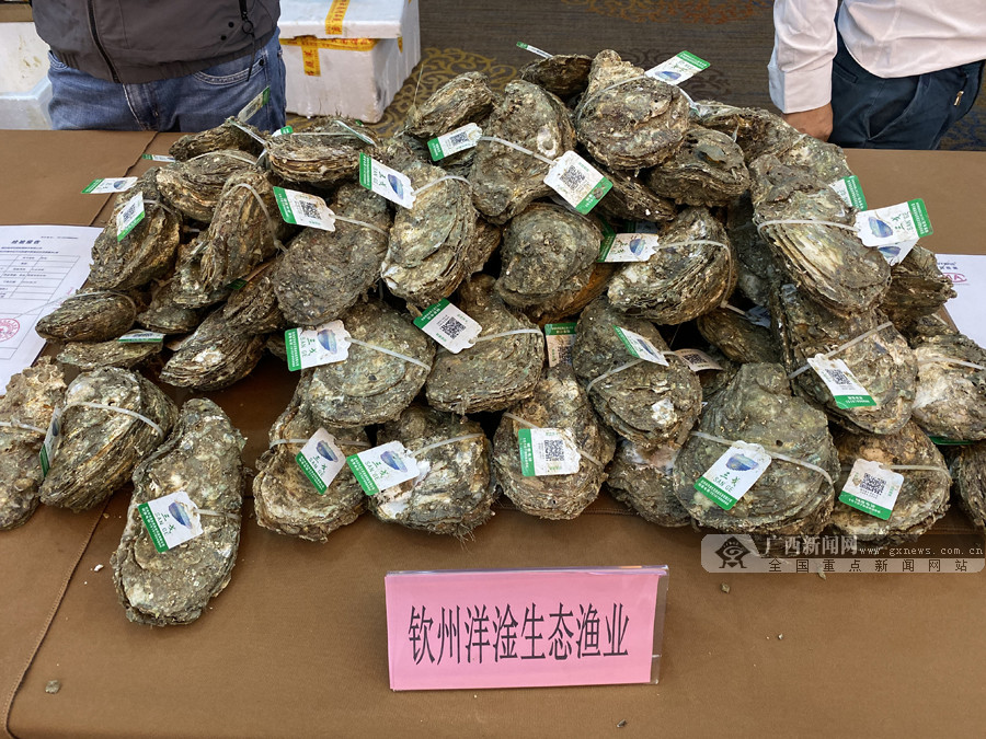钦州蚝情节系列活动10月29日开启 活动详细安排表出炉(组图) (3/14)