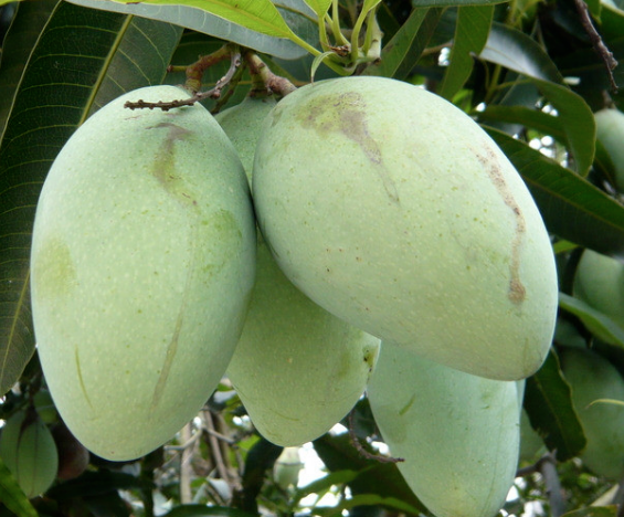 冬天也能吃到新鲜芒果 "四季蜜芒"开创新的上市季