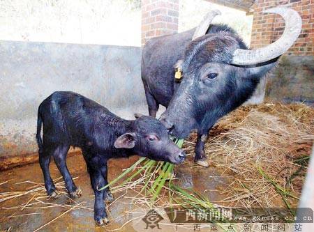 2008年广西创造的世界首例冷冻胚胎克隆水牛"盼盼"(左)与"代孕妈妈"