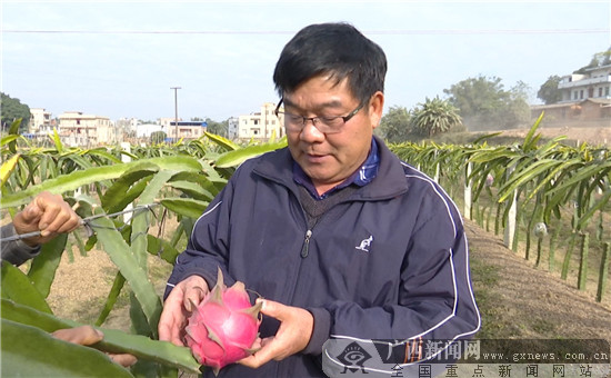 陈同享查看火龙果生长情况.赖普君 摄