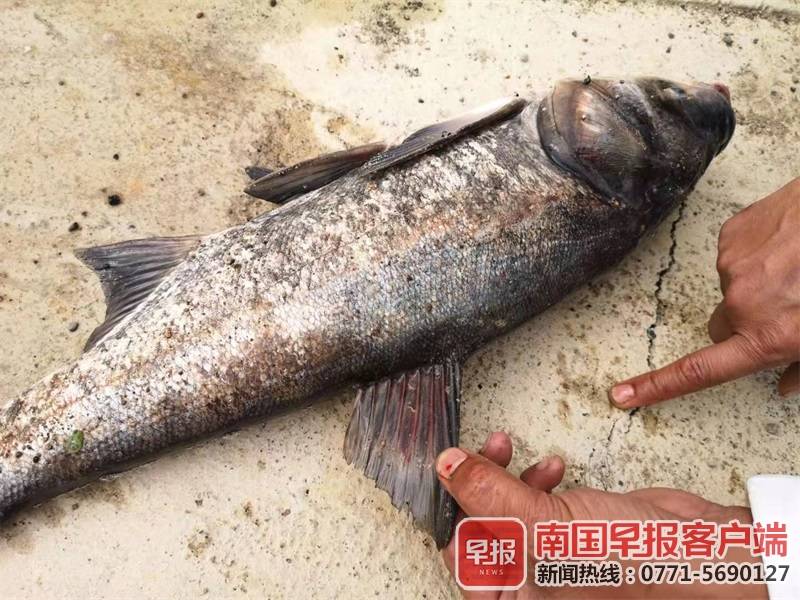 鱼塘即将开钓经营,水里却惊现农药瓶 死鱼一大片