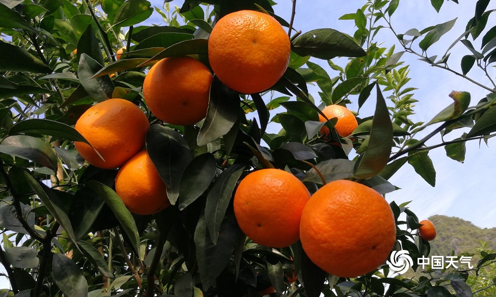 高清组图秋高气爽平果采收柑橘正当时