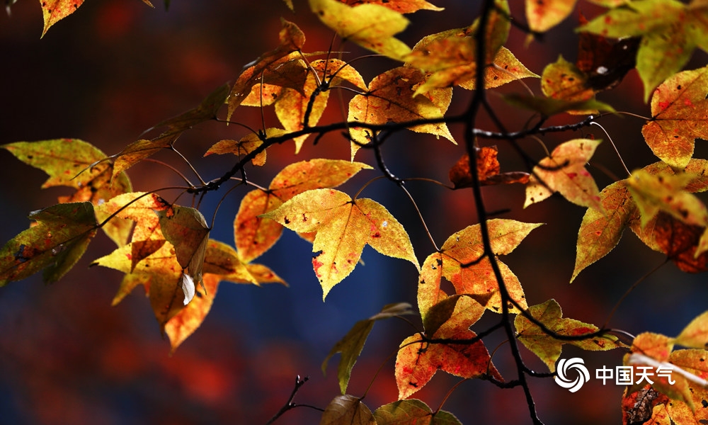 高清组图:广西德保枫叶五彩斑斓 犹如秋色油画