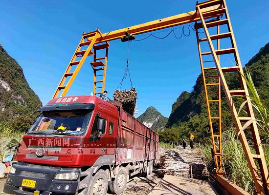 河池市宜州区新榨季甘蔗砍运有序开展