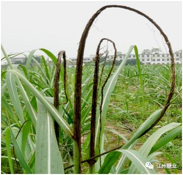 甘蔗黑穗病识别及防治|手机广西网