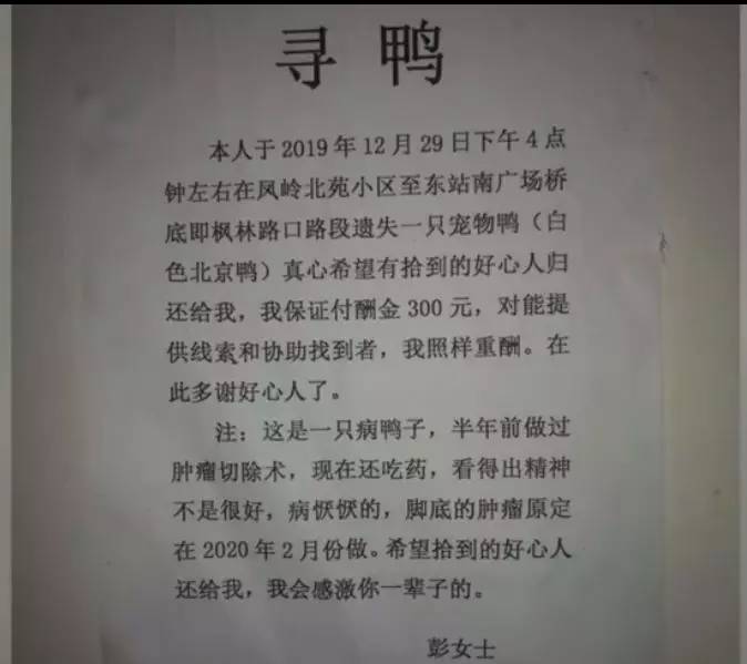 "南宁大姐宠物鸭走丢痛哭宠物对于他们来说,不仅仅是动物,更是像亲人