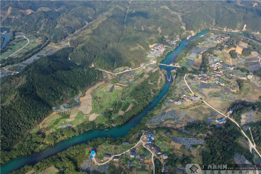 1月7日,用无人机航空拍摄的广西柳州市融安县大将镇金桔园.