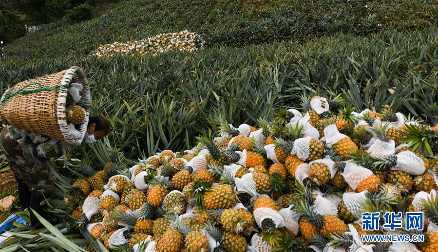 海南万宁菠萝采收忙5