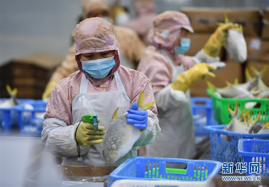 2月18日,工人在海南翔泰渔业金鲳鱼加工流水线上工作.