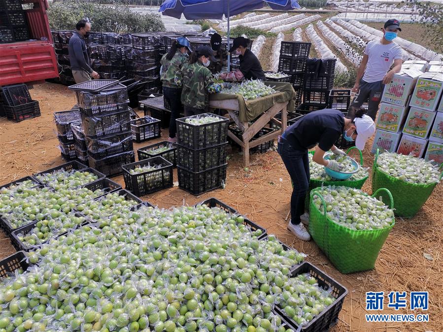 2月21日,在广西崇左市扶绥县岜盆乡弄洞村路边的临时田间市场,果农在