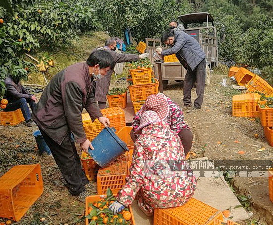 客商进驻各大水果基地收购水果.广西新闻网通讯员 谭联宾 摄