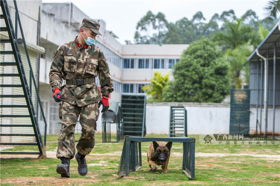 高清组图走近军营中的无言战友