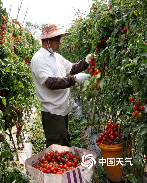 田阳:天气晴暖 圣女果红艳艳采摘忙(组图-广西新闻网