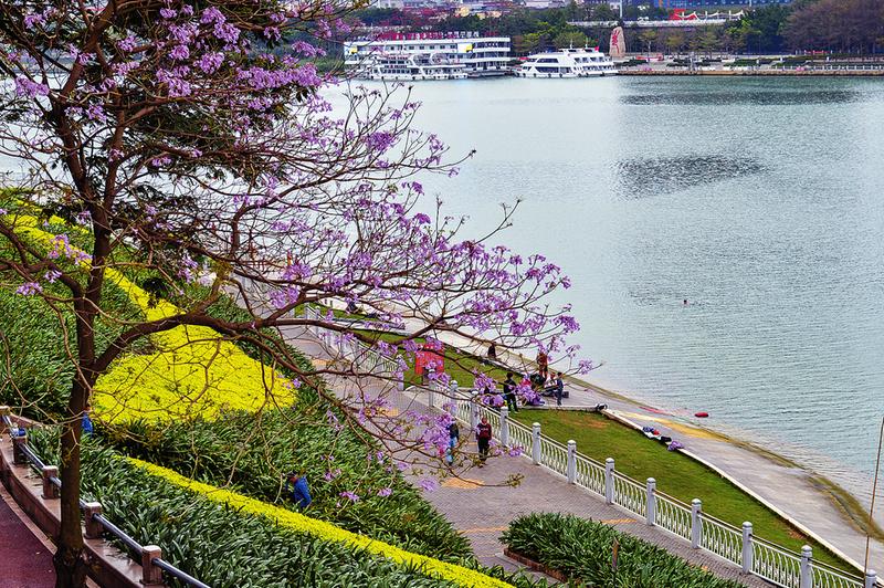 邕江南岸,洋紫荆花盛开,与江水相映成趣. 黄维业 摄