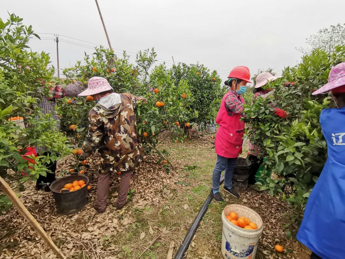 果农正在果园采摘沃柑.