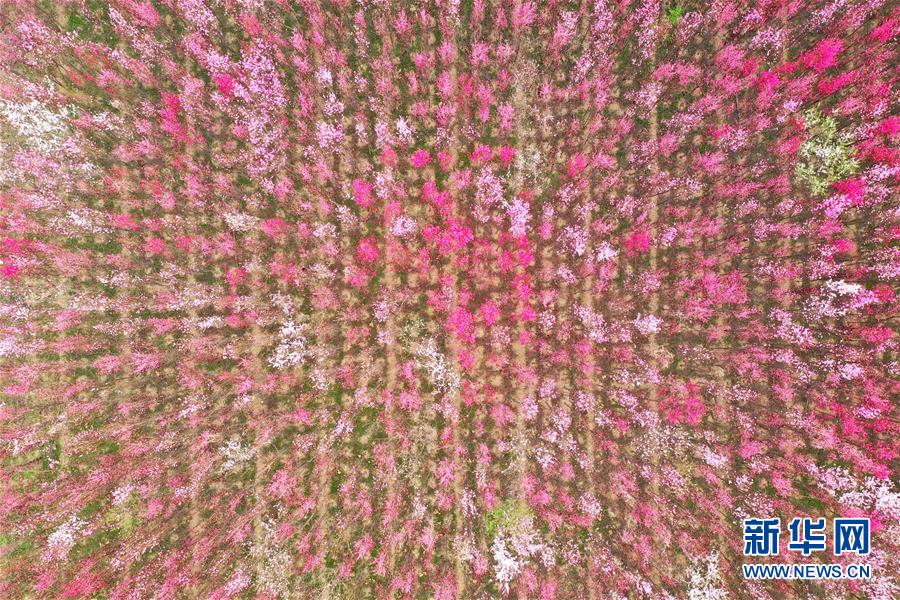 河南荥阳:花海烂漫 春意盎然
