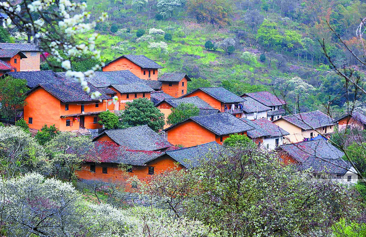 铜板屯淹没在花海中.