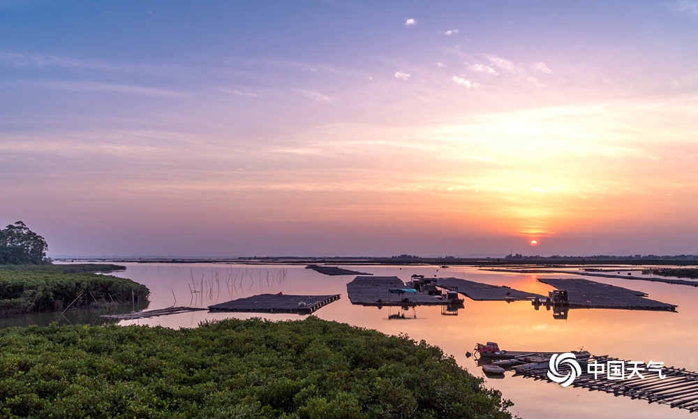 钦州白鹭夕阳下茅尾海红林筑巢
