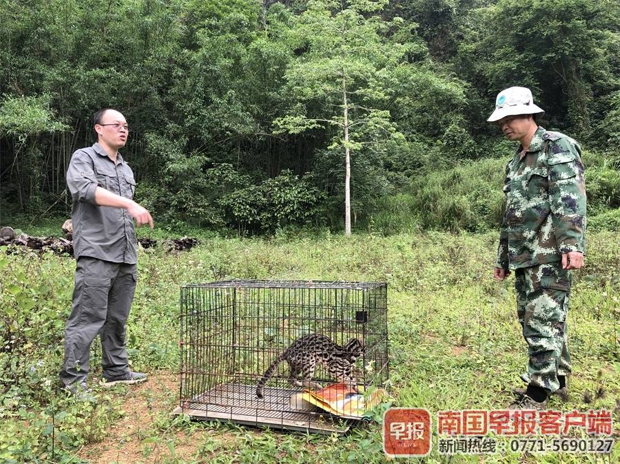 豹猫被误当家猫养了一年多,走路姿势出卖了它……-广西新闻网