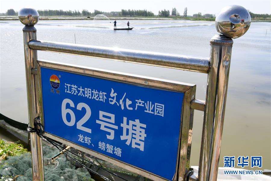 江苏金湖:小龙虾成熟季 红了餐桌热了经济 (4)