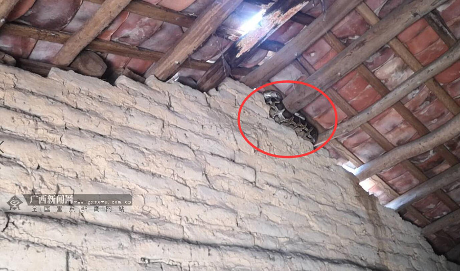 体长约3米的大蟒蛇,正在屋顶的房梁上打盹.廉州消防救援站供图