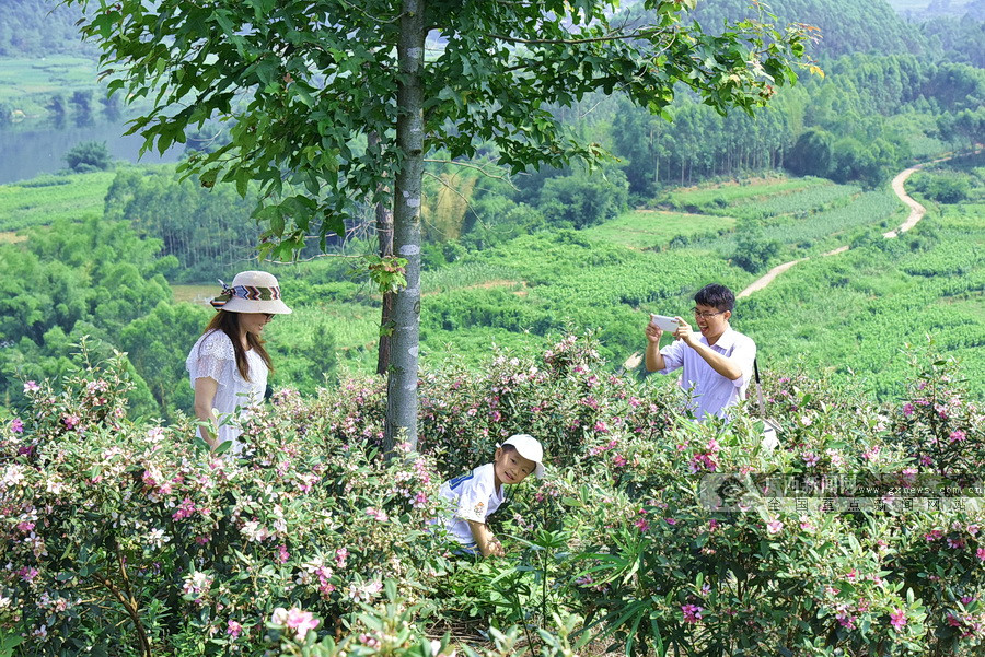 广西新闻网通讯员 蓝勇 摄