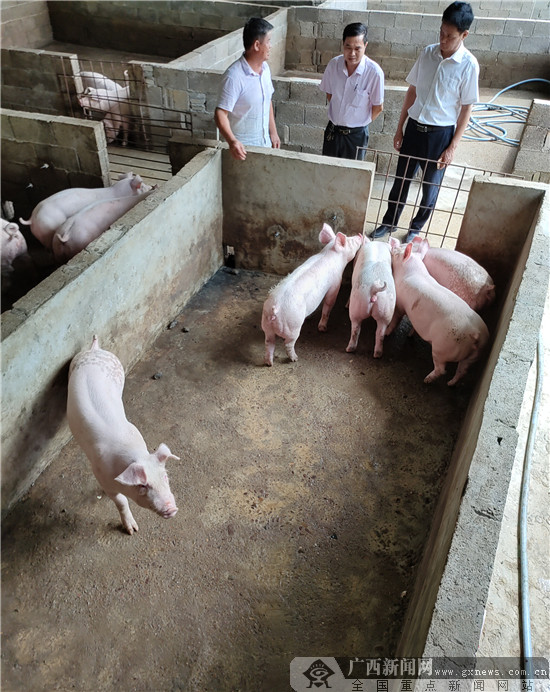 生猪养殖基地：现代化与传统交织的新篇章
