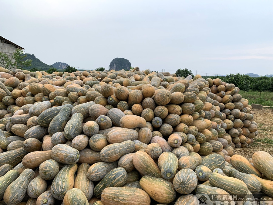 南宁市西乡塘区坛洛镇多措并举做好南瓜产业|手机广西网