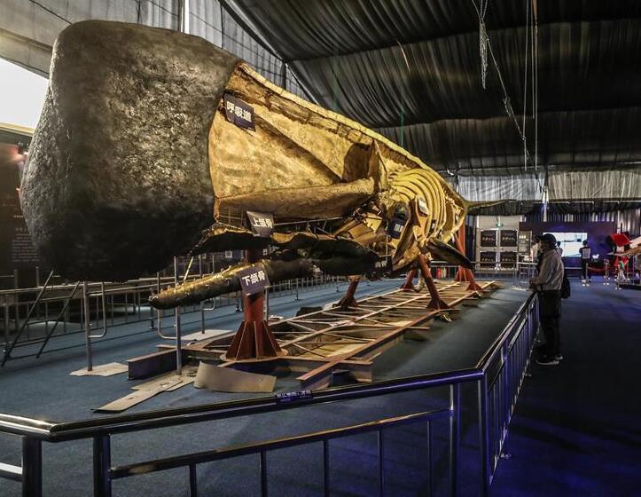 抹香鲸塑化标本大连展出