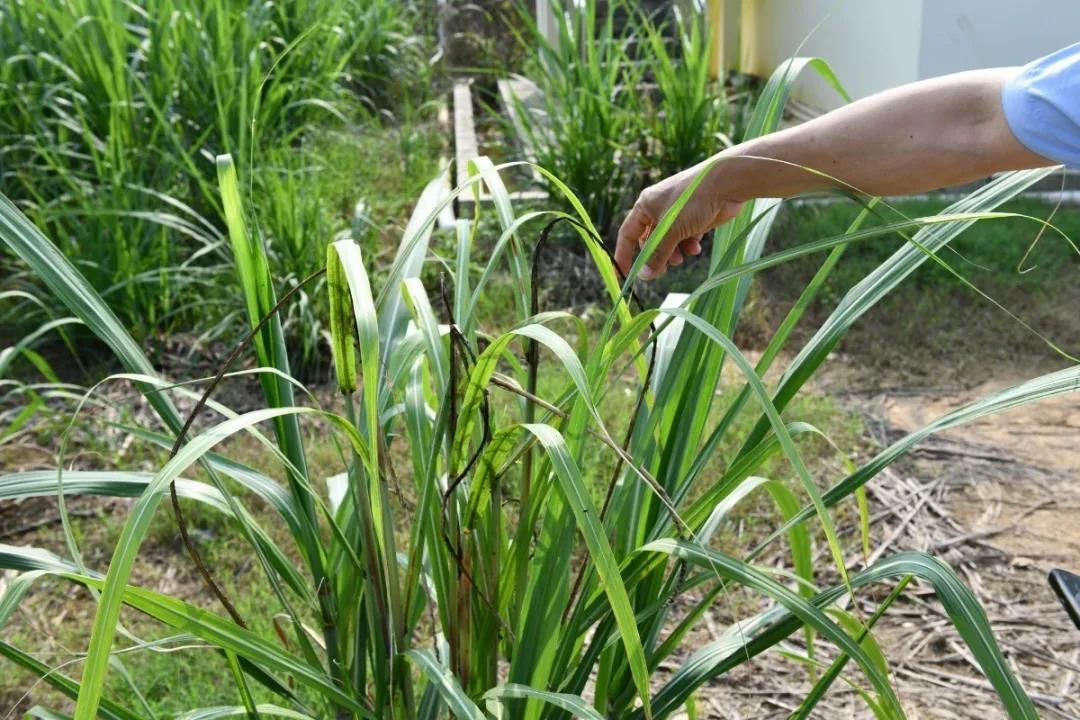 培土,除草,打药已全部完成,现在主要问题就是出现甘蔗黄斑病和黑穗病
