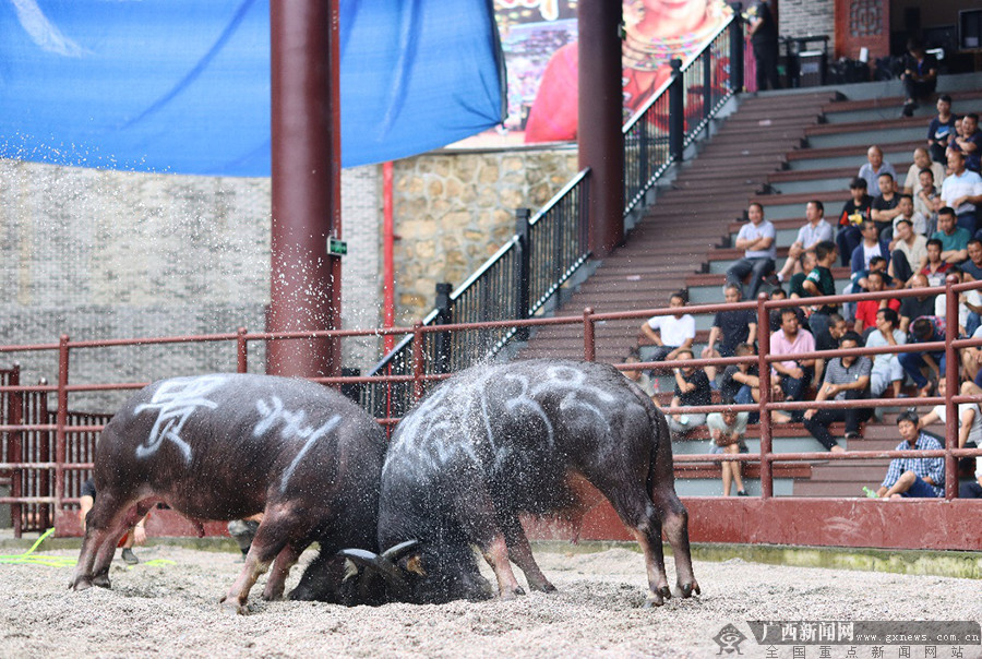 5g看斗牛!中国移动5g全国直播侗族民俗竞技赛事