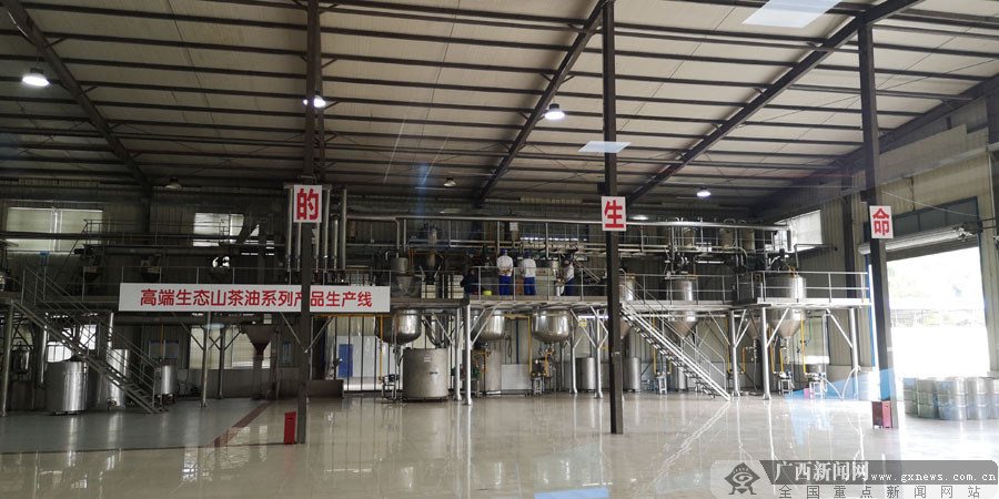 环江打造特色油茶产业 为脱贫后的好日子加"油"
