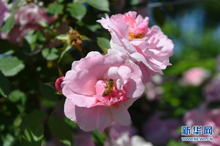 长春:花开迎客来 (5)