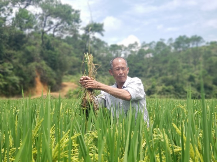烈日下,梁波兴正忙着为稻田除草.