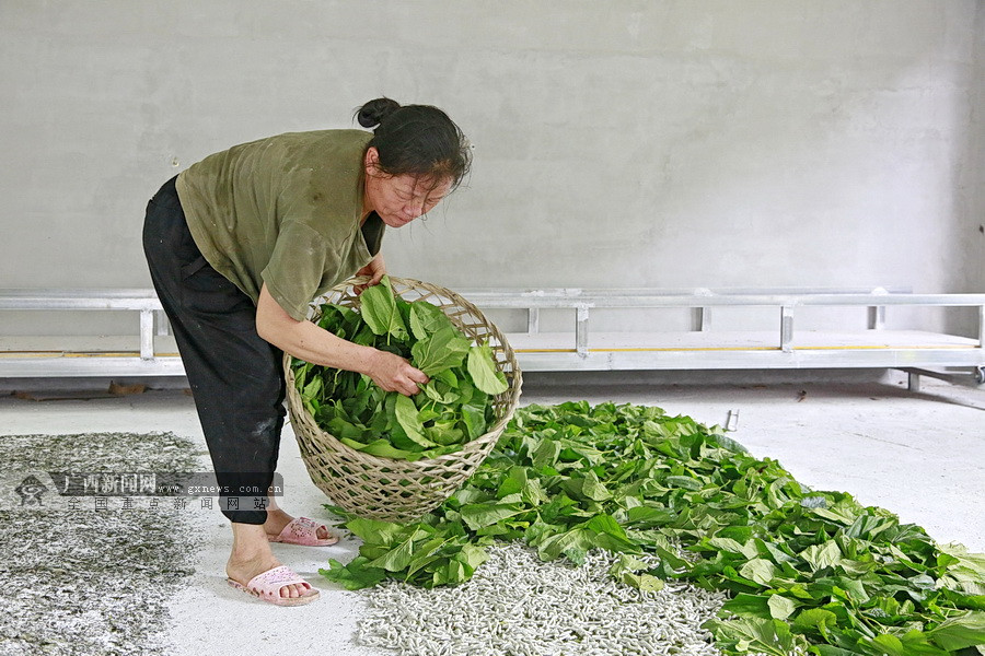 图为蚕农正在给小蚕喂食桑叶.广西新闻网通讯员 韦睿 摄