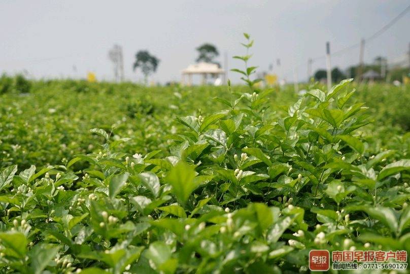 资料图:南宁横县中华茉莉园茉莉花 陈秋实 摄