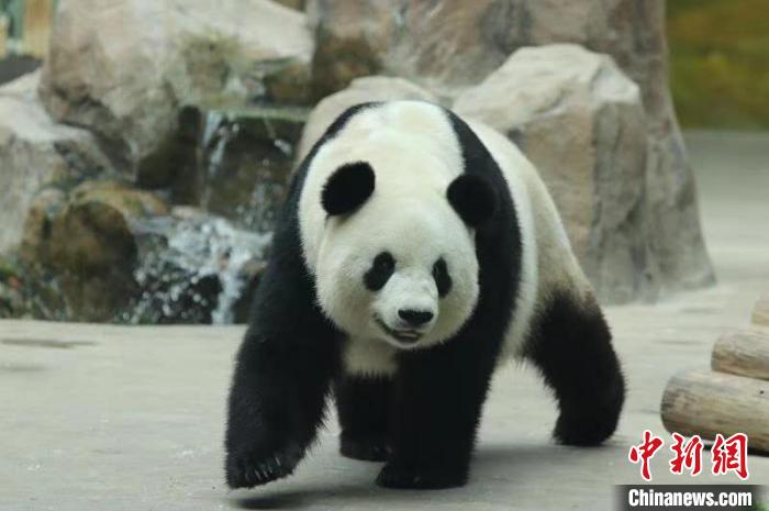 大熊猫在馆内散步亚布力熊猫馆供图