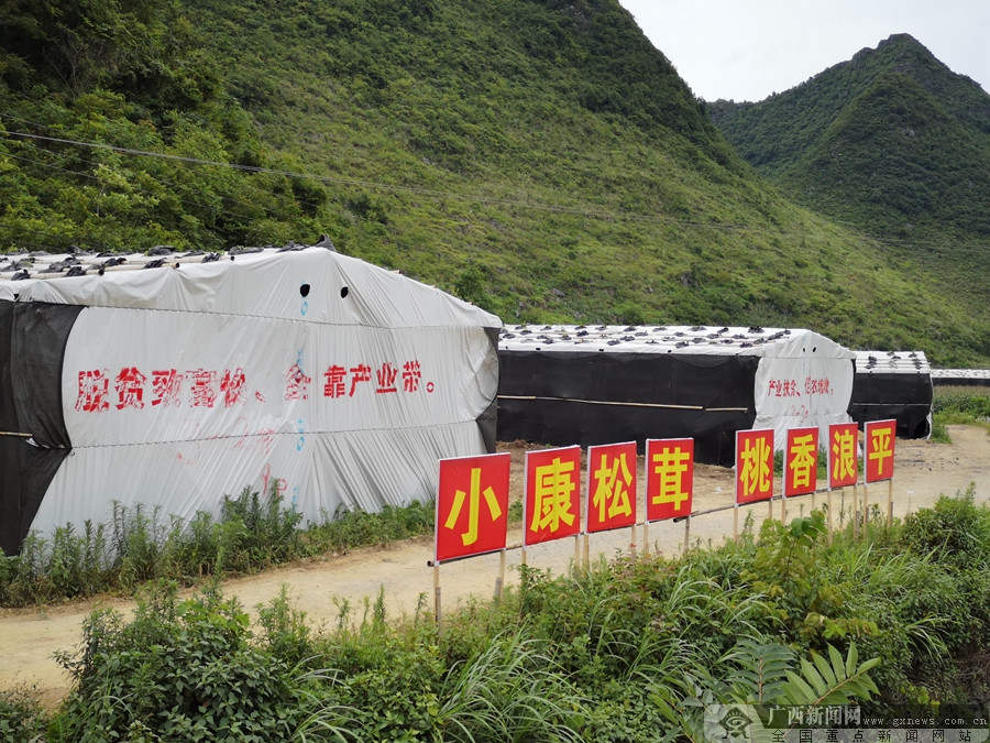 田林浪平镇:小松茸做成大产业 带动群众增收致富