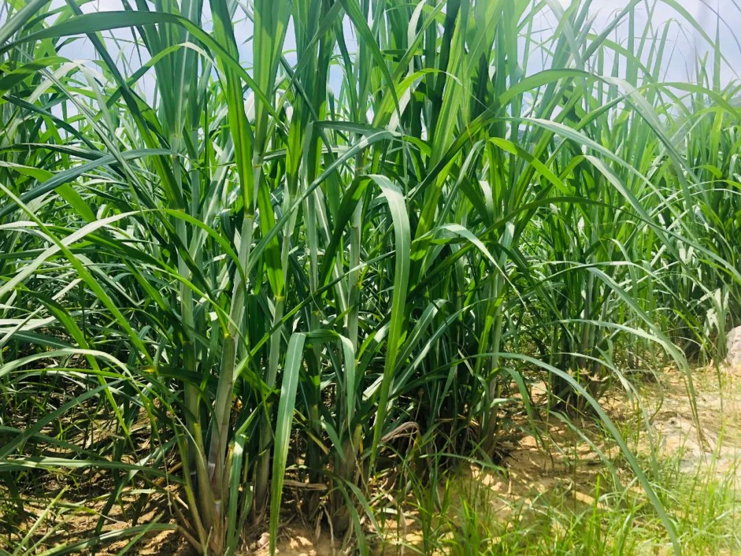 柳城冲脉:"双高"基地见成效 甘蔗收入超亿元