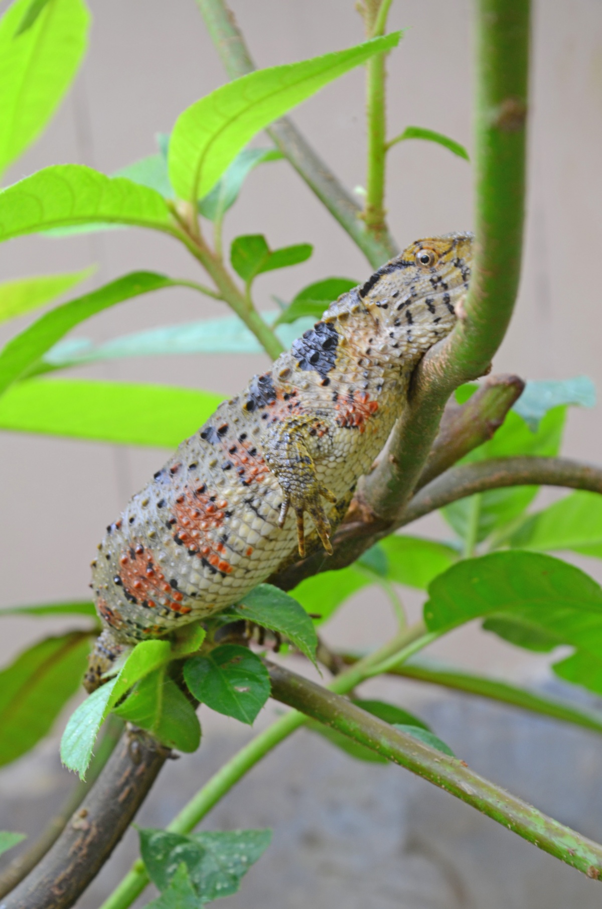 爬行界的"大熊猫"!广西今年新添39只瑶山鳄蜥宝宝