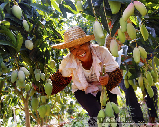 百色抓住芒果发展机遇 努力打造"百色芒果"品牌