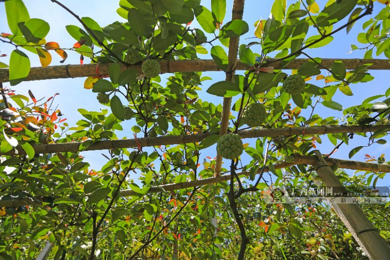 桂林市灵川县:"布福娜"开出脱贫致富花