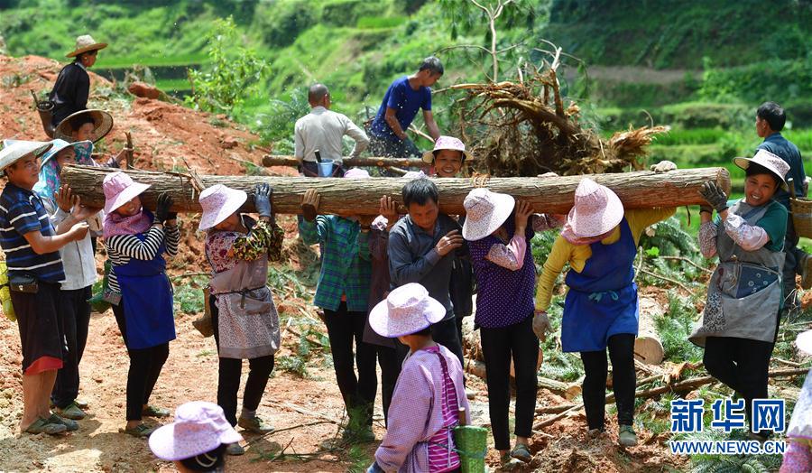 在乌英苗寨,村民们在山上扛木头,为产业路施工做准备(7月30日摄).