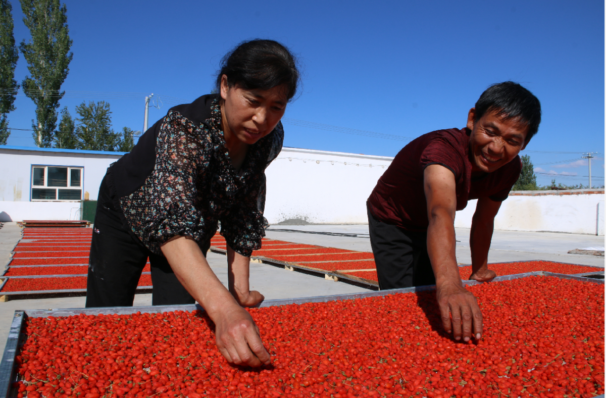 马占龙是也斯克库木村的养殖大户,每年都要育肥上千头(只)牛羊,利用