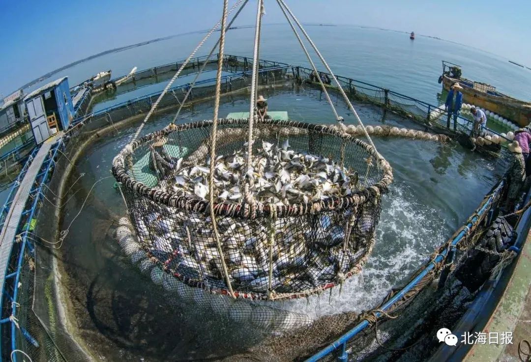 金鲳鱼喜丰收.(资料图) 许振国 摄