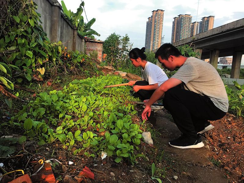 兄妹二人经常到菜地帮妈妈干活.记者何璨汐摄