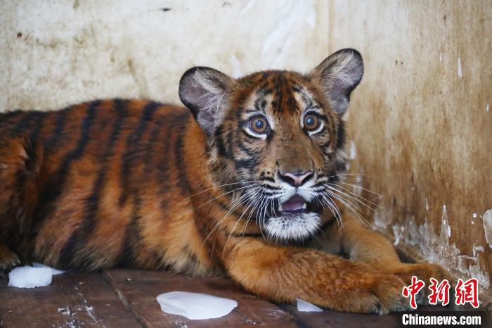 南昌动物园新添3只国宝级动物华南虎 将与游客见面