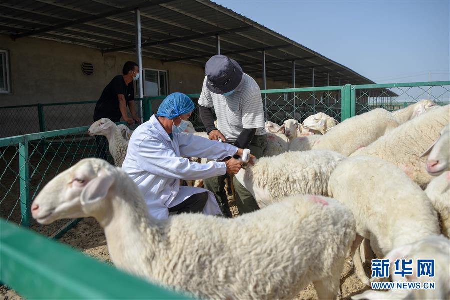 8月25日,在尉犁县古勒巴格乡标准化养殖基地,畜牧兽医站的工作人员在
