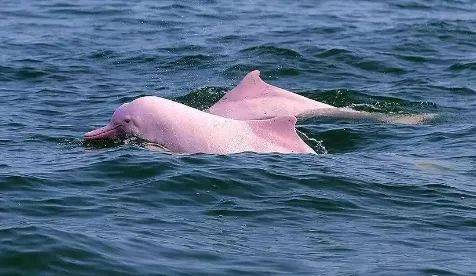 北海海域是全国中华白海豚最多的海域之一.