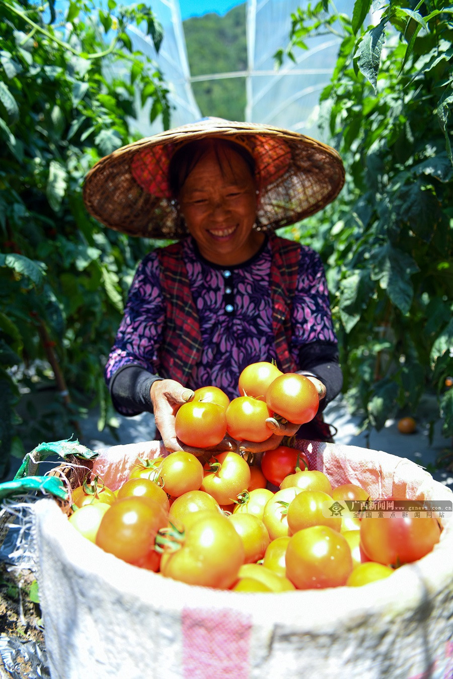 龙胜西红柿喜获丰收农民采摘销售忙组图